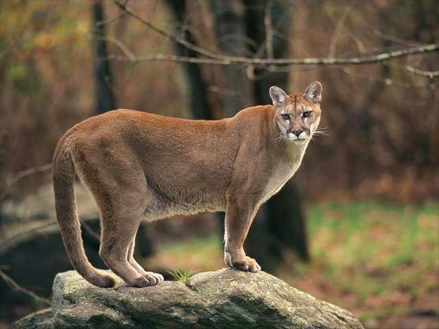 mountain_lion mountain lion